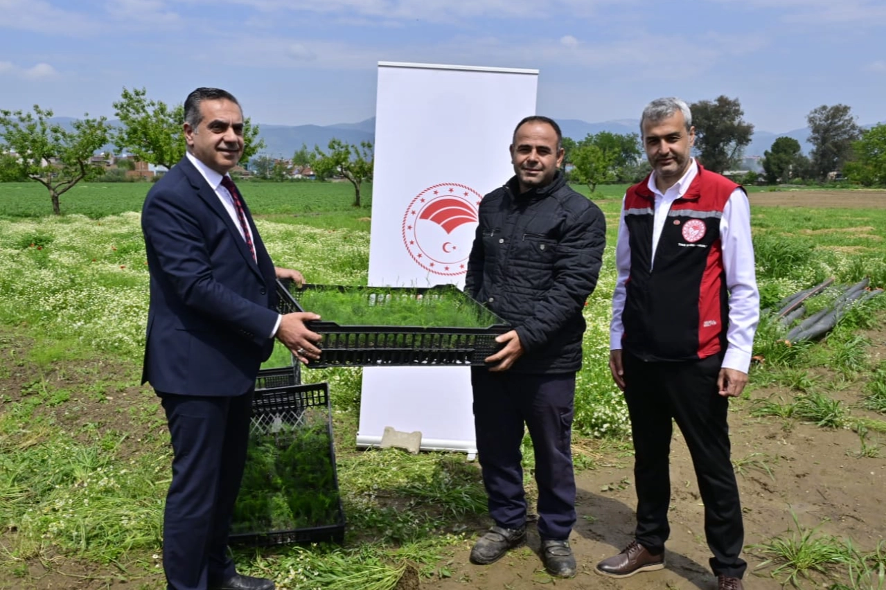 İzmir'e 17 Bin Kuşkonmaz Fidenin Yolculuğu
