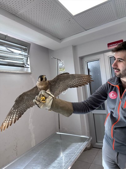 Denizli'de Yaralı Akdoğan Hayata Döndü
