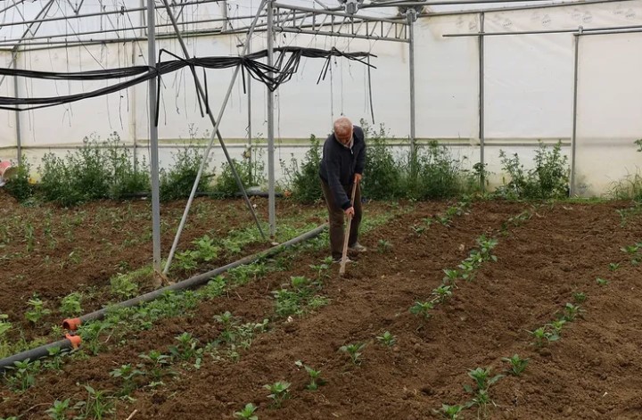 Kocaeli'de Üreticilere %50 Hibeli Modern Sera Desteği
