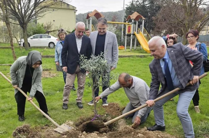 Kocaeli'nde Zeytin Fidanları Yeşillendirme Seferberliği
