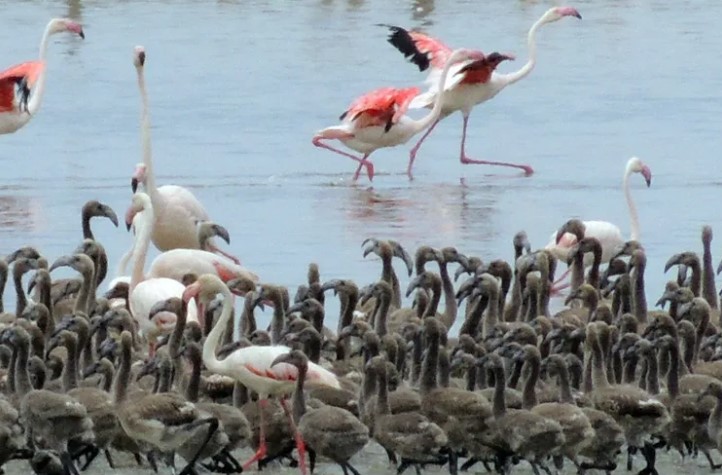 Bornova'da Flamingo Fotoğraf Sergisi
