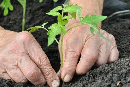 Bahçecilik, Alzheimer Hastalığının İlerlemesini Yavaşlatabilir
