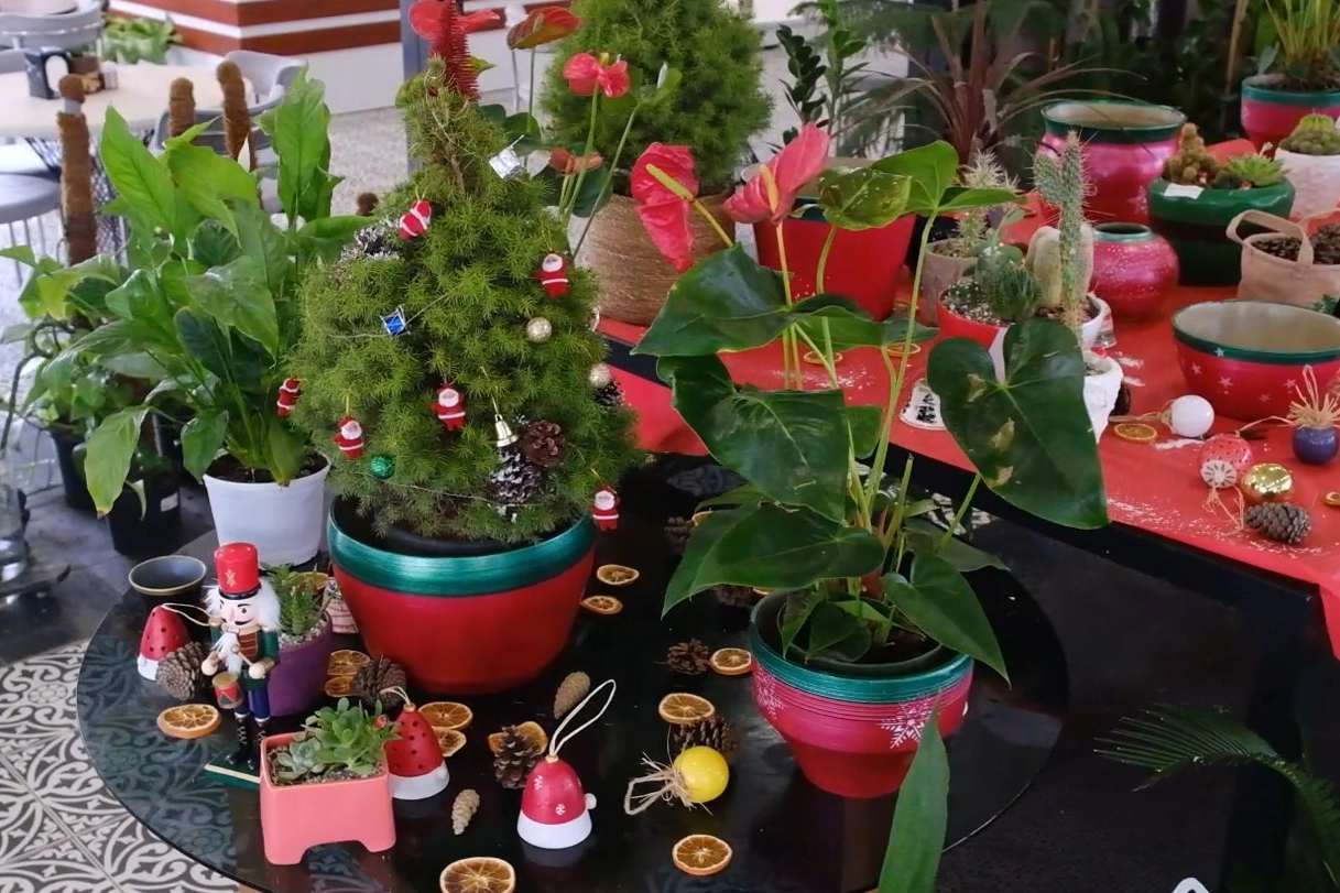 Başkentte bitki evleri görsel şölene dönüştü