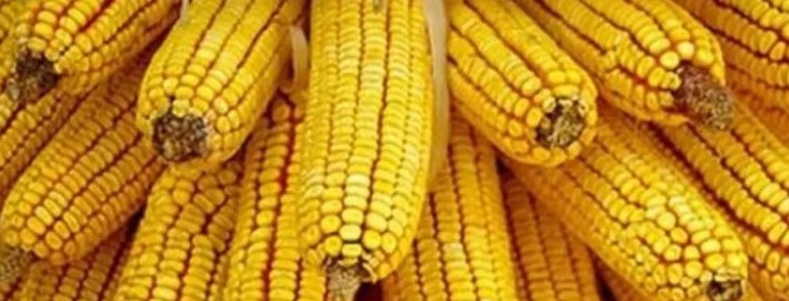 TMO'nun açıkladığı 2025 yılı mısır alım fiyatı ton başına 11.300 TL olarak belirlenmiş.  TMO, 2025 mısır üretiminin geçen yıla göre %4,9 artışla 8,5 milyon ton olacağını tahmin ediyor ve alımlara hafta başında başlayacak.  Üreticilerin alım süreciyle ilgili dikkat etmeleri gereken hususlar da TMO tarafından duyurulmuş.
