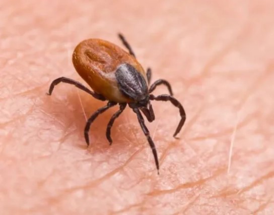 Yaz Mevsimi ve Keneler: KKKA Riski İçin Kritik Uyarı









