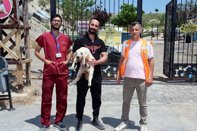 Kayıp Kuzular Talas'ta Sahibine Kavuştu

