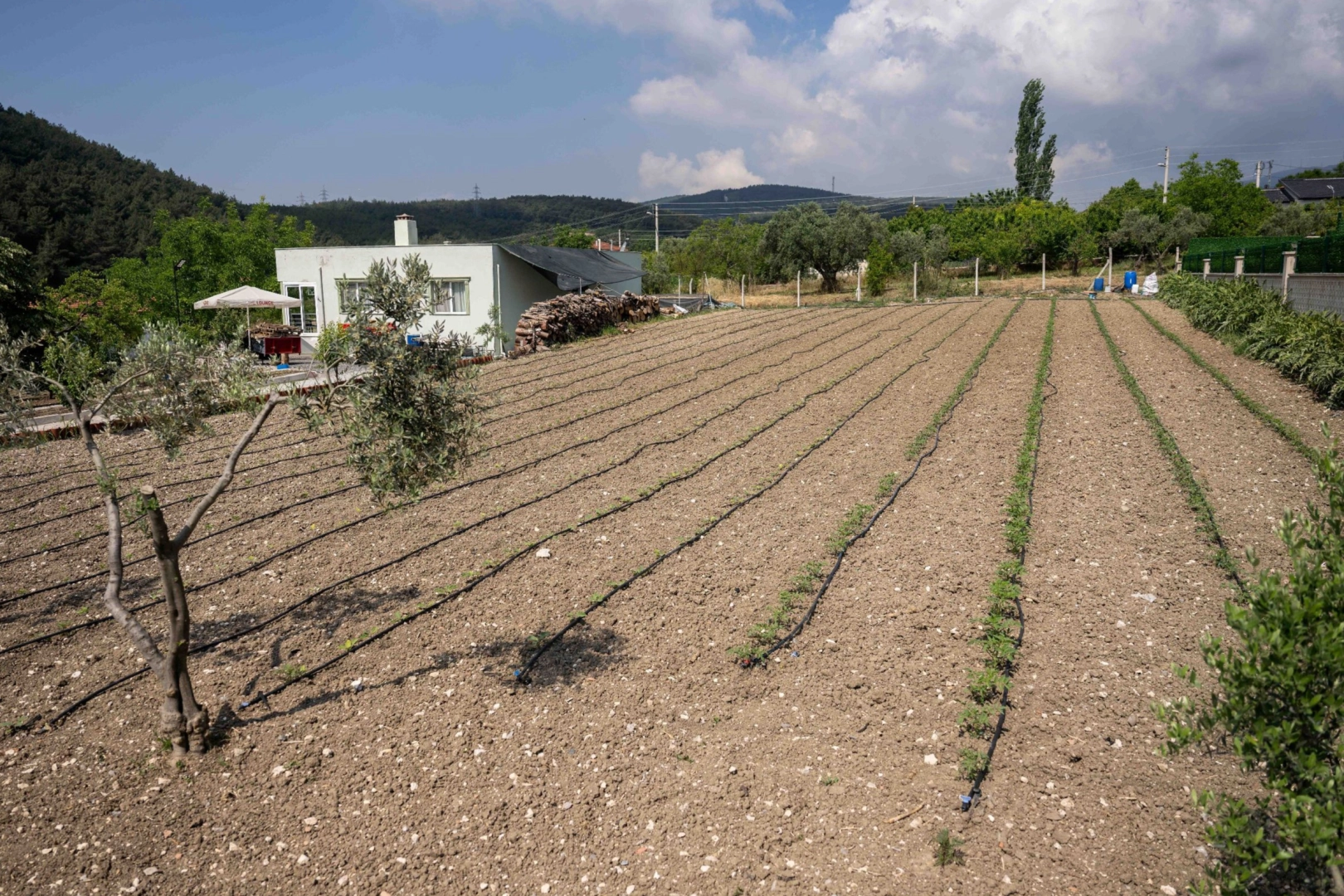 Kurban Atıkları Bornova Köylerine Ücretsiz Gübre Olarak Dağıtılıyor
