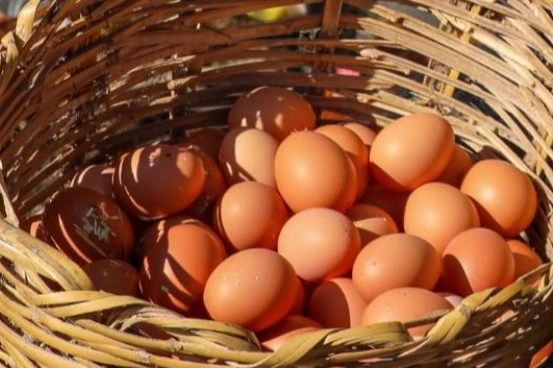 Ordu’da yumurta sektörü yeniden büyüyor